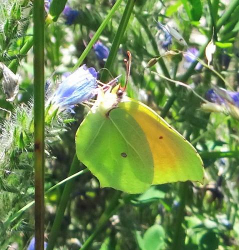 Réf. 209 353 : Gonepteryx cleopatra
